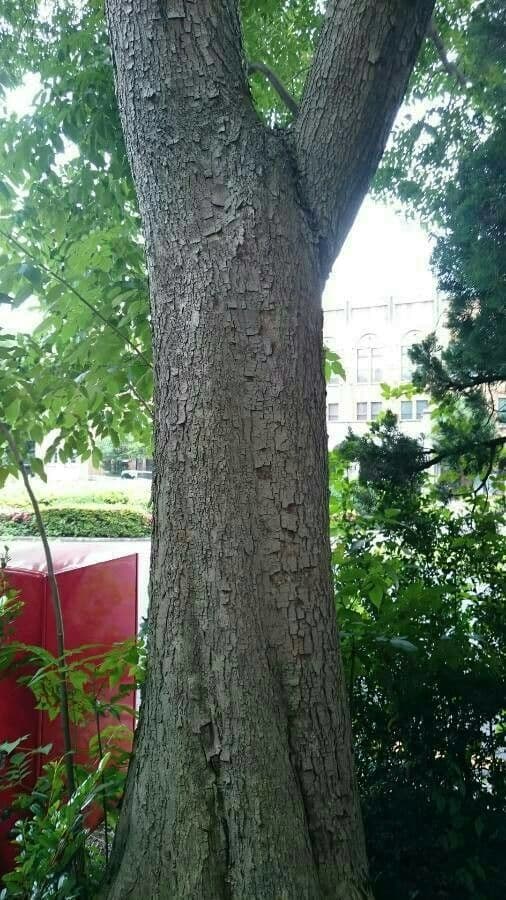 Chinesischer Lackbaum 22