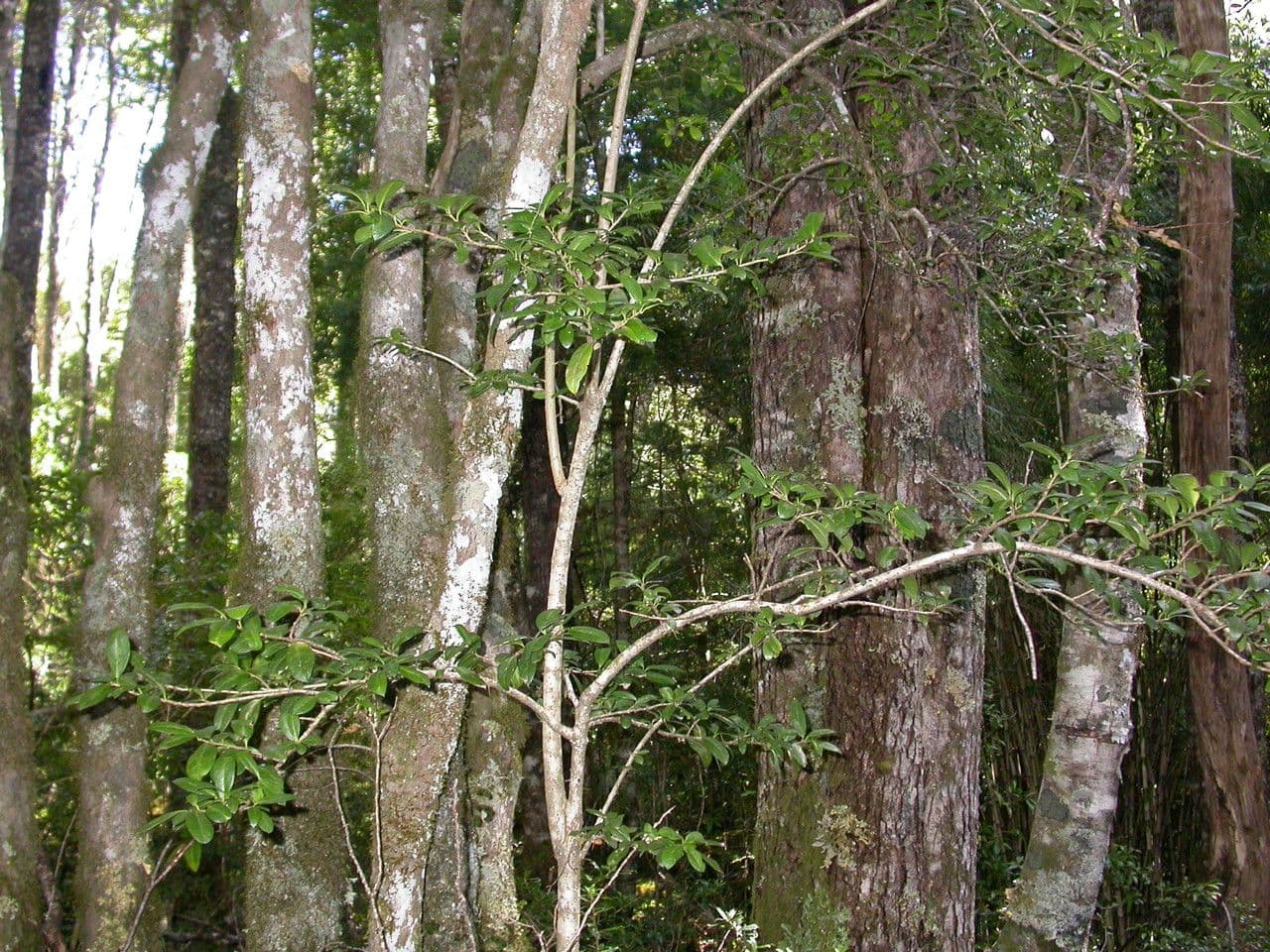 Archidasyphyllum 4