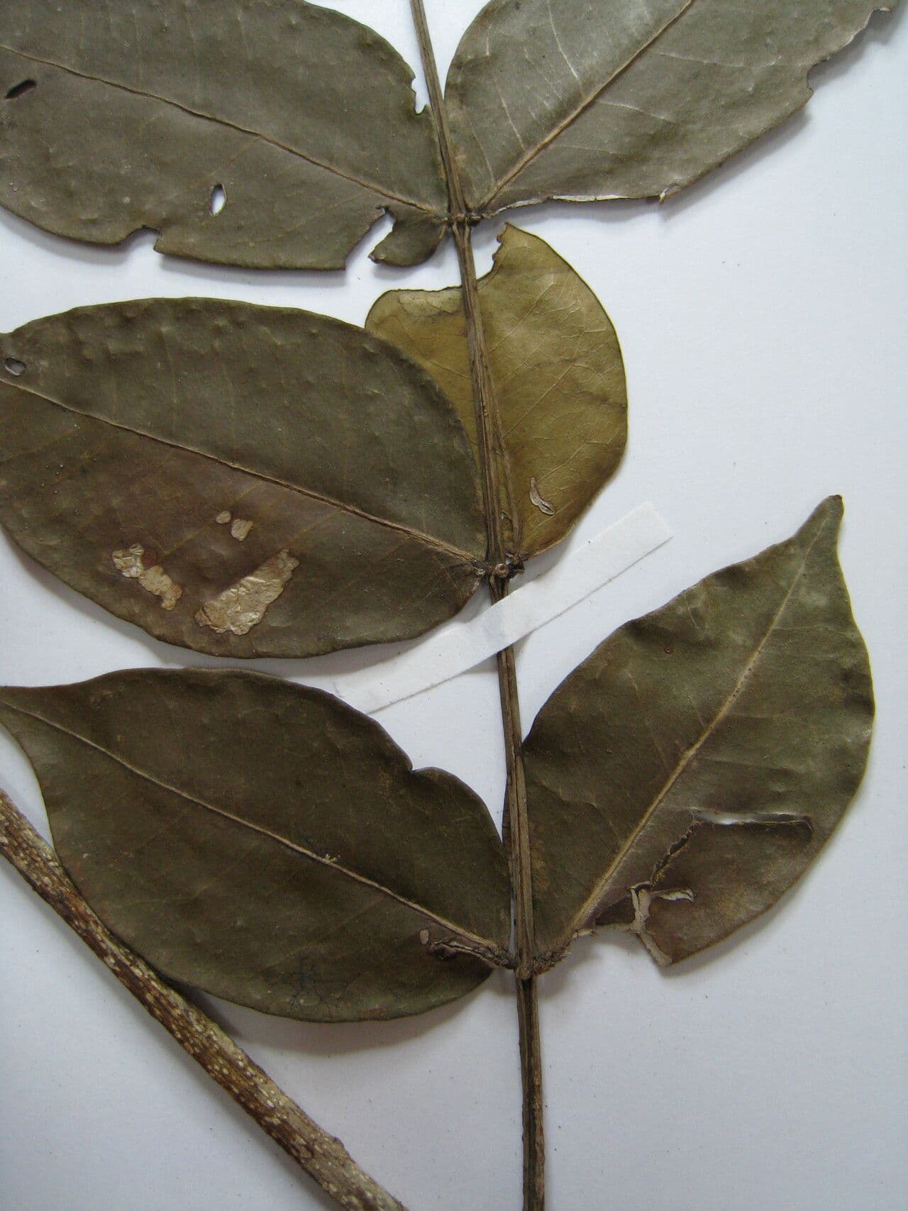 Inga 6