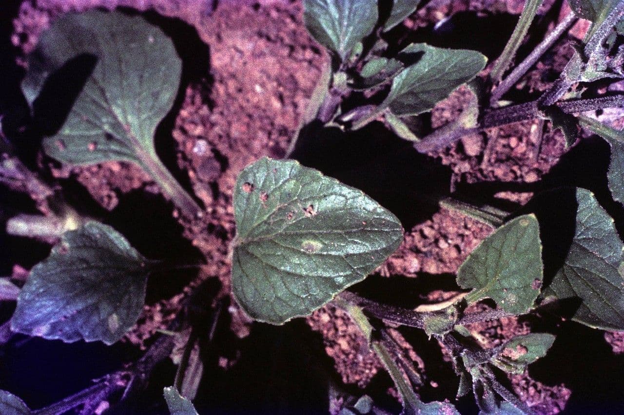 Purpurviolette 11