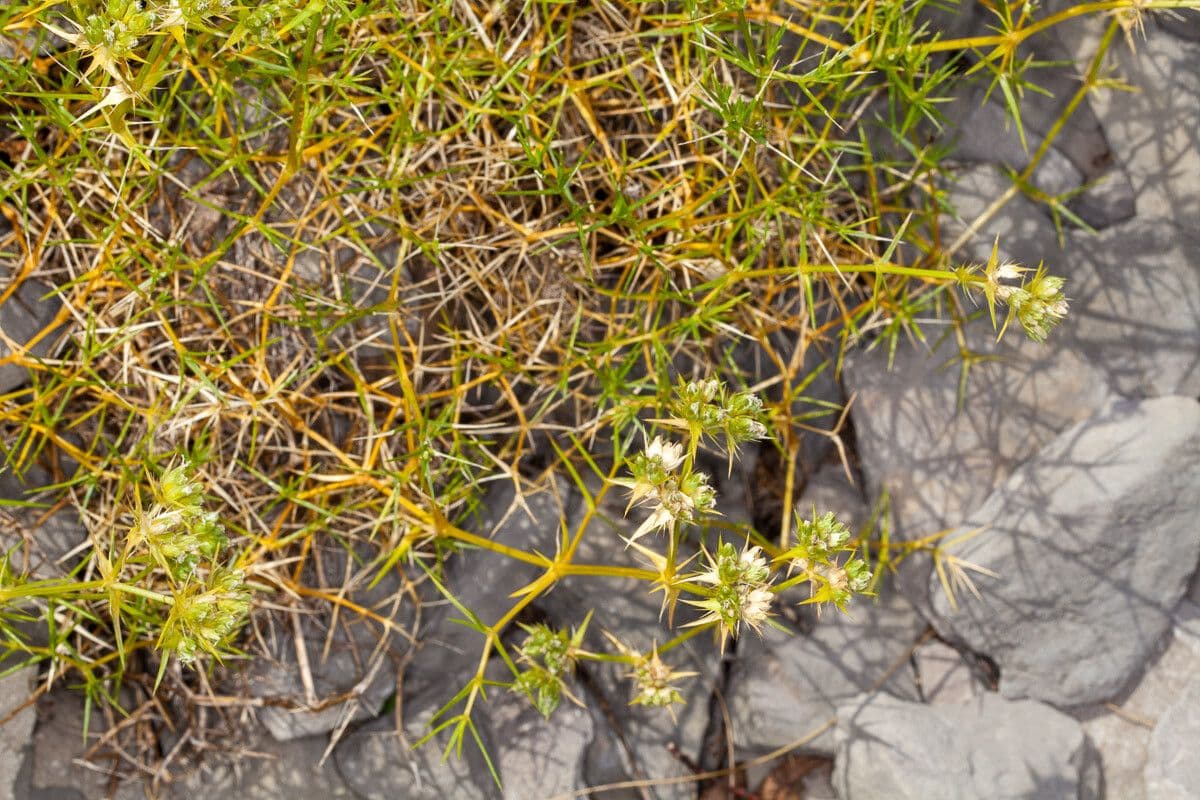 Drypis spinosa 10