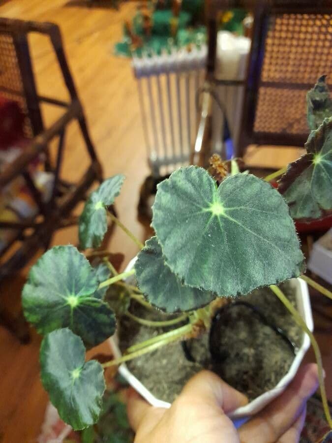 Begonia 13