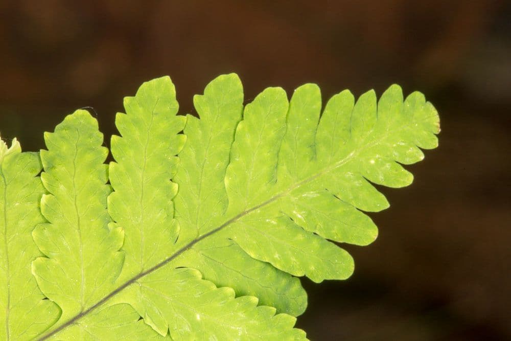 Eichenfarn 30