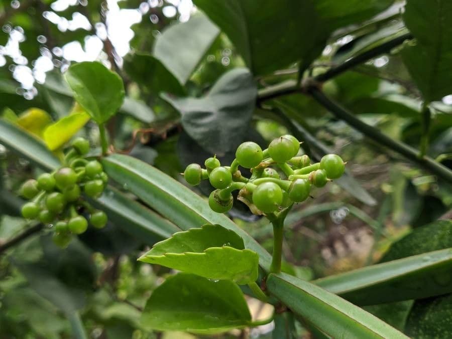 Cissus 2