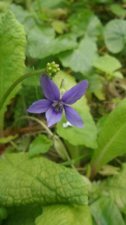 Viola di Rivinus 8