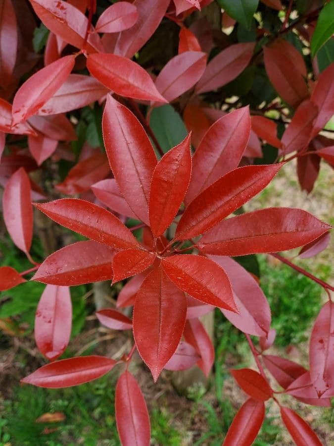 Photinia 20