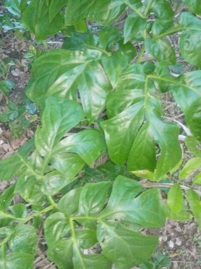 Anchomanes difformis 14