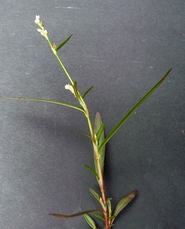 Poligono minore 26