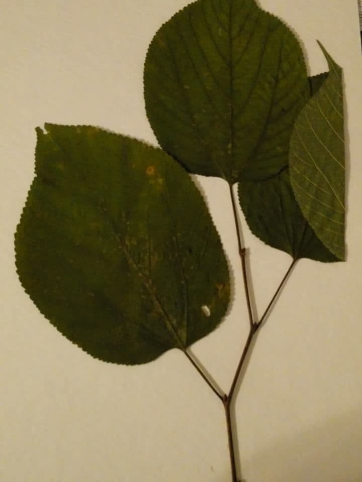 Moro rosso 26