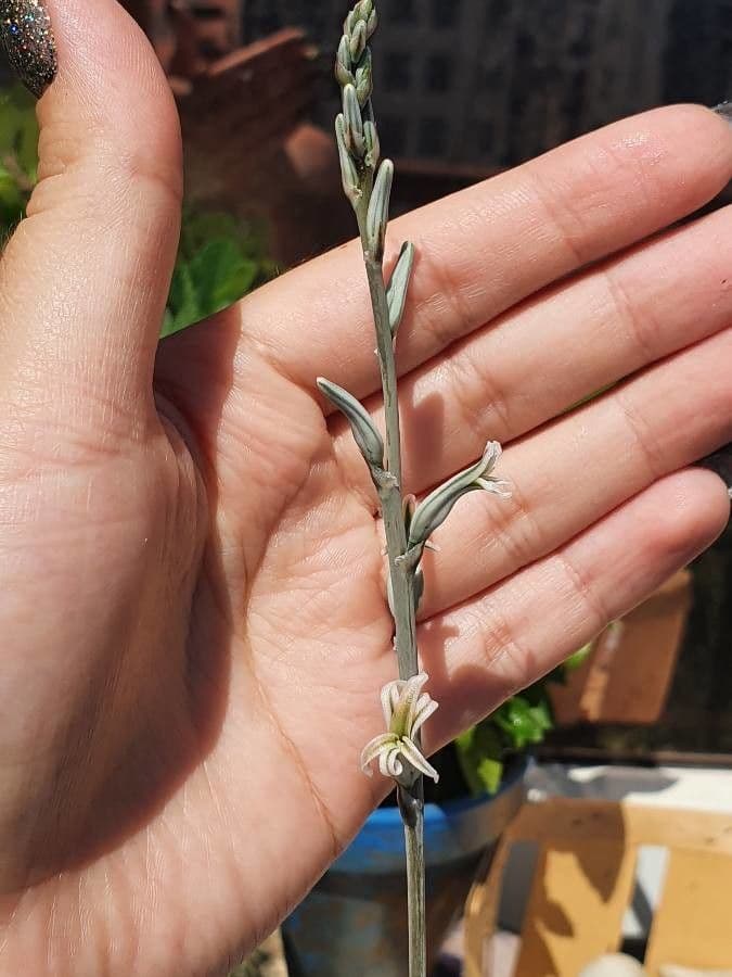 Hawortia Coopera 4