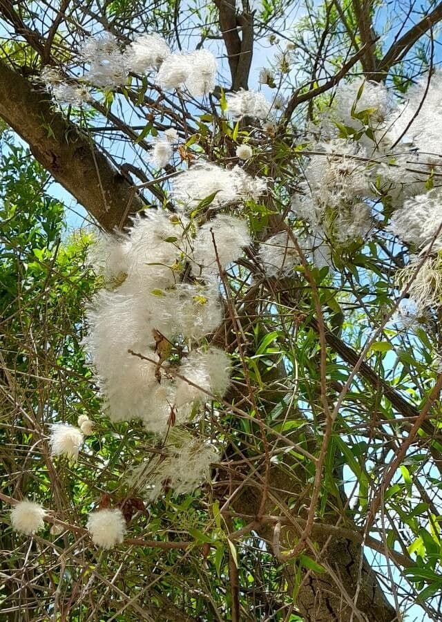Clematis campestris 6
