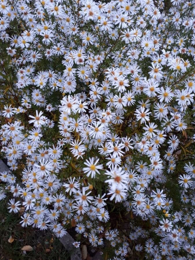 Aster solny 12