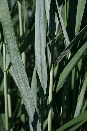 Elymus canadensis 17