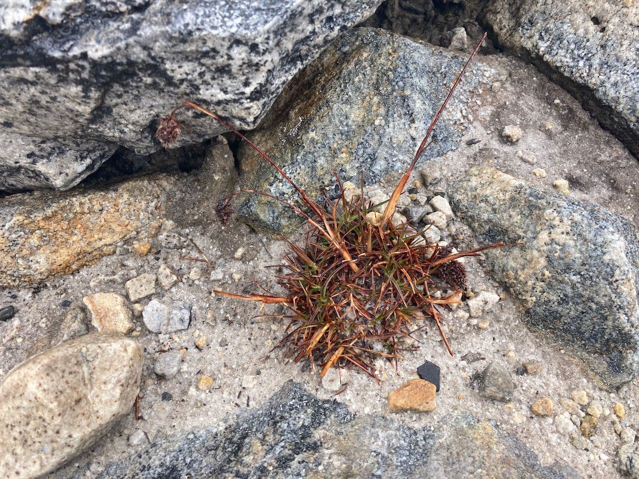 Luzula racemosa 6