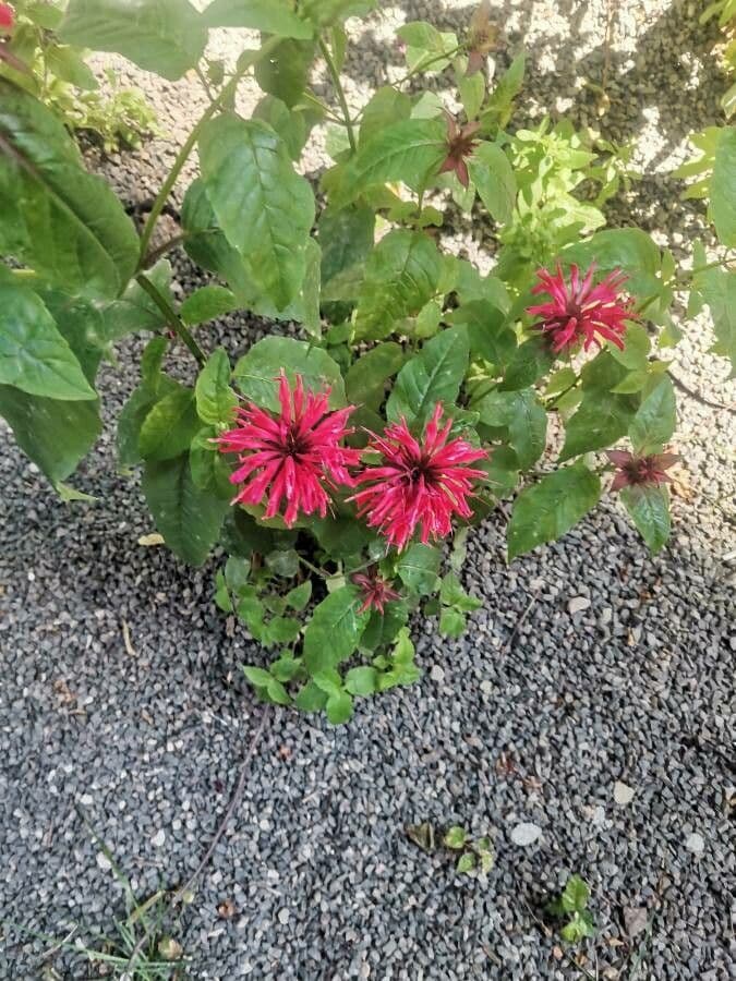 Monarda didyma 11