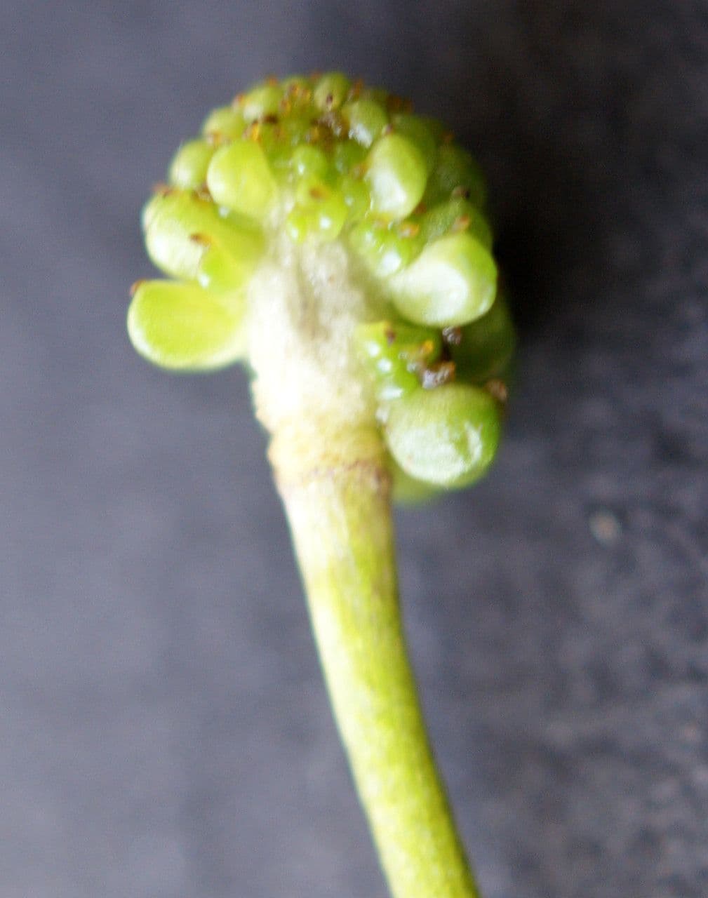 Ranunculus fluitans 3