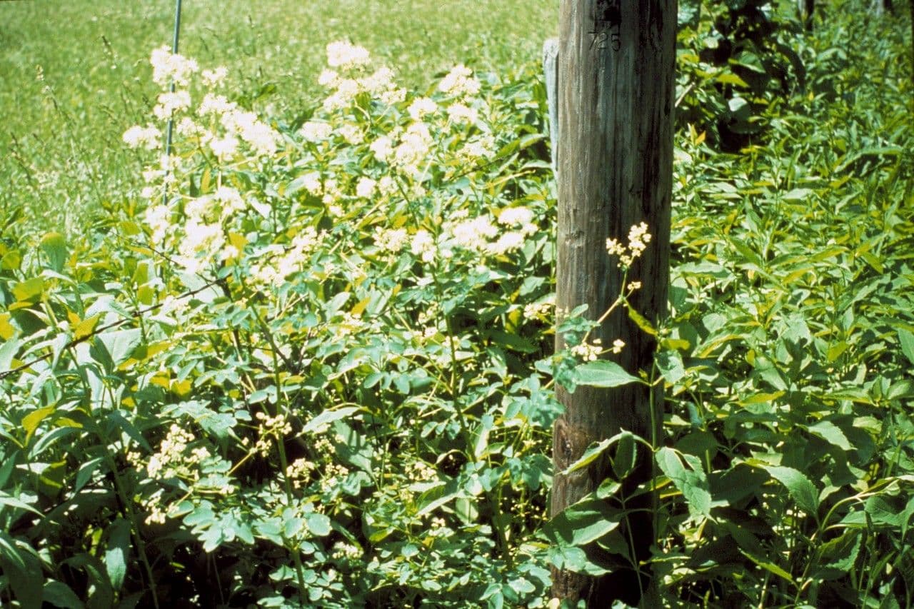 Thalictrum pubescens 19