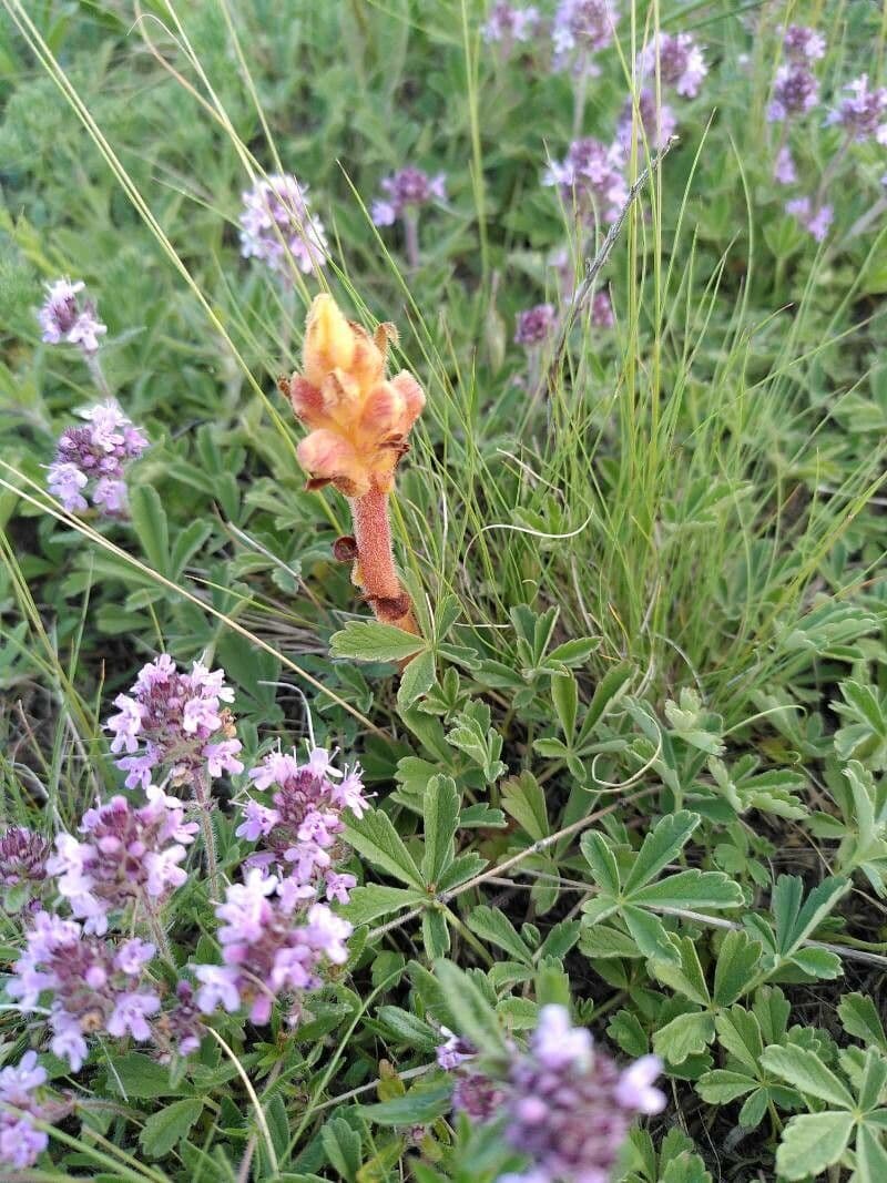 Orobanche alba 7