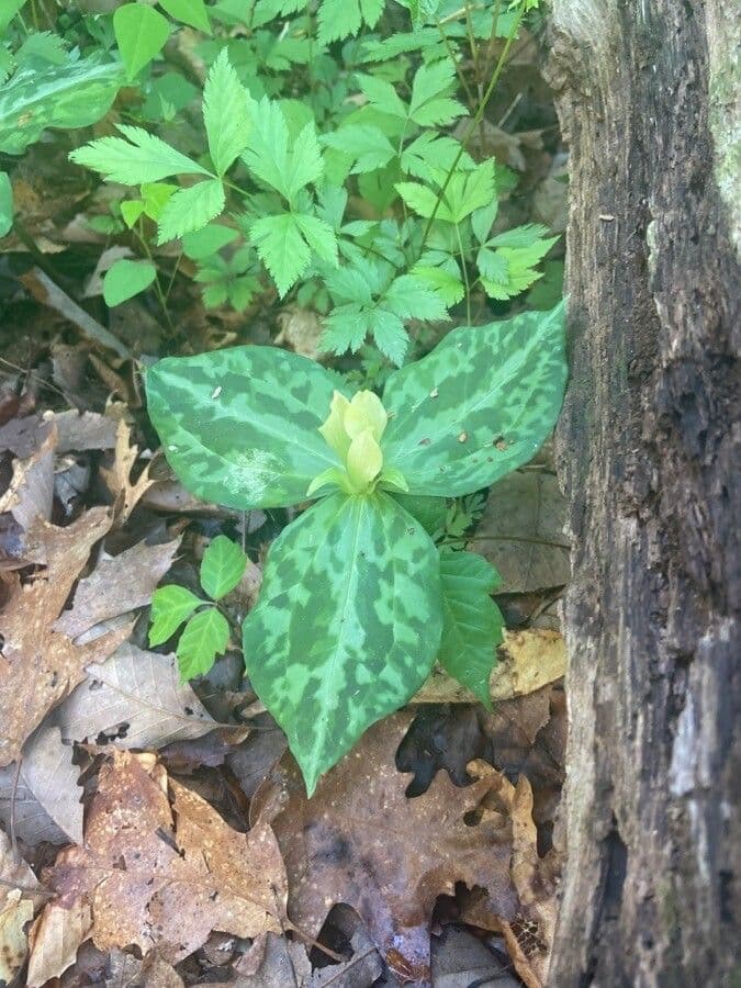 Trillio sessile 12