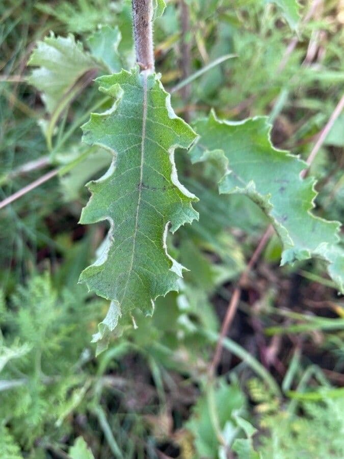 Baccharoides 6