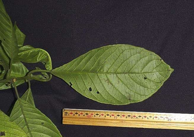 Siparuna pauciflora 10