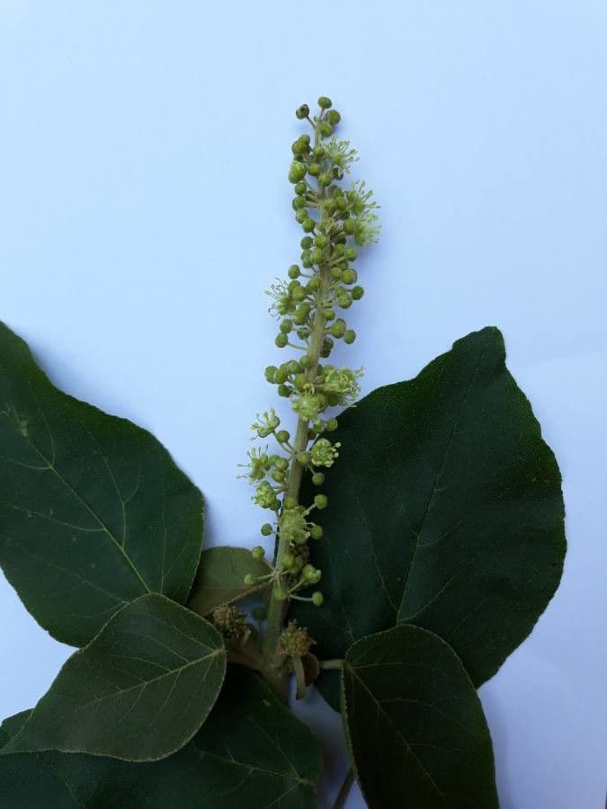 Croton 2