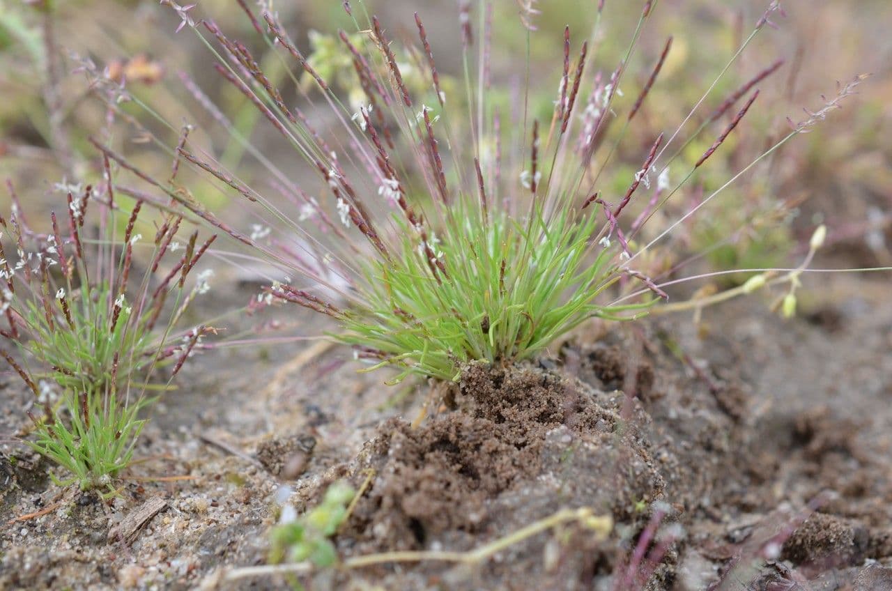 Mibora minima 11