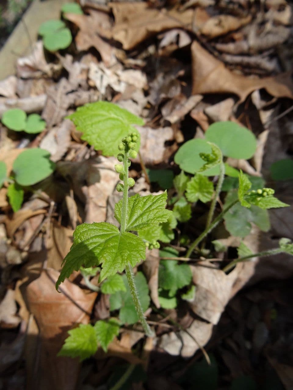 Mitella diphylla 11