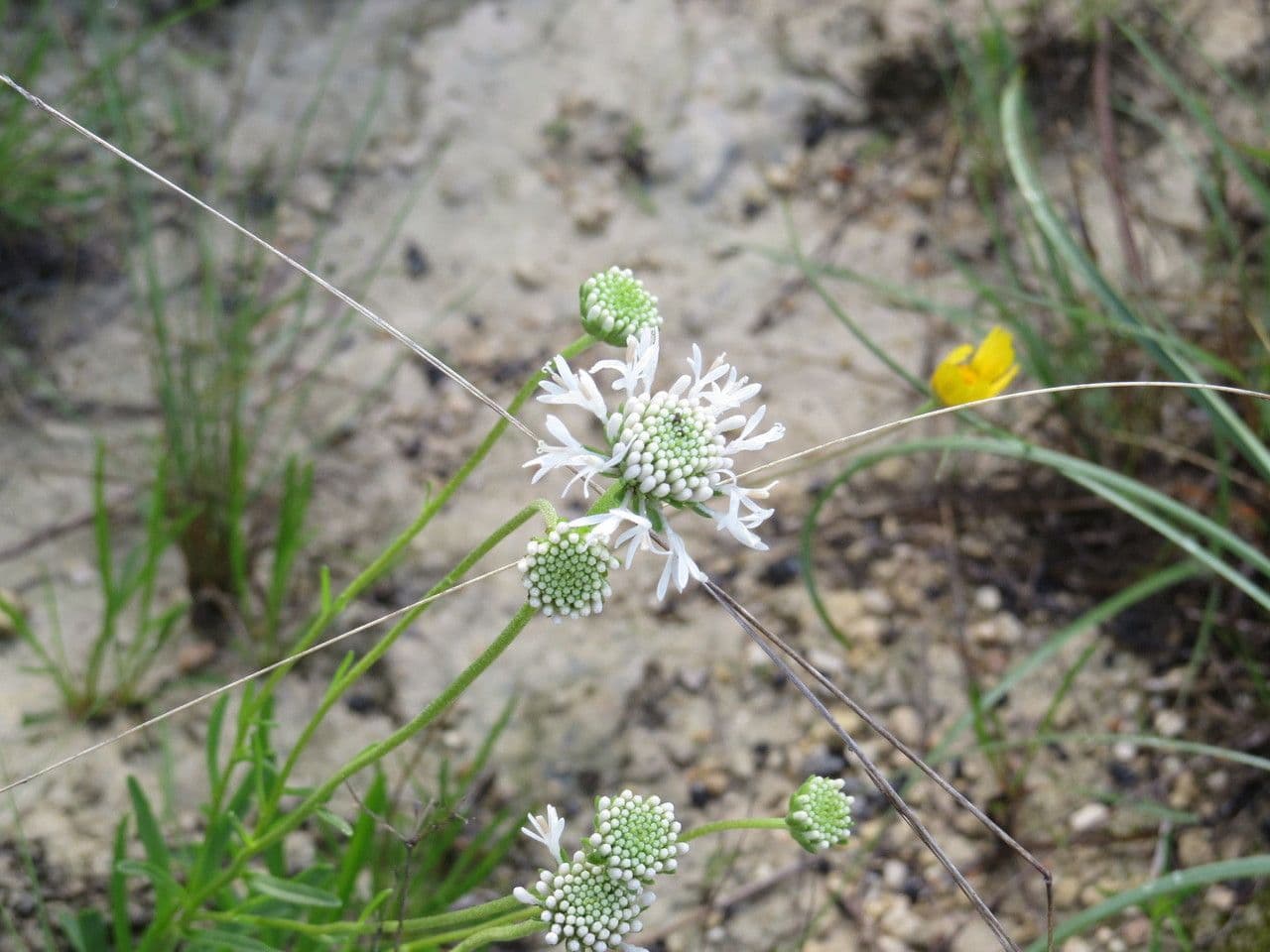 Marshallia caespitosa 8