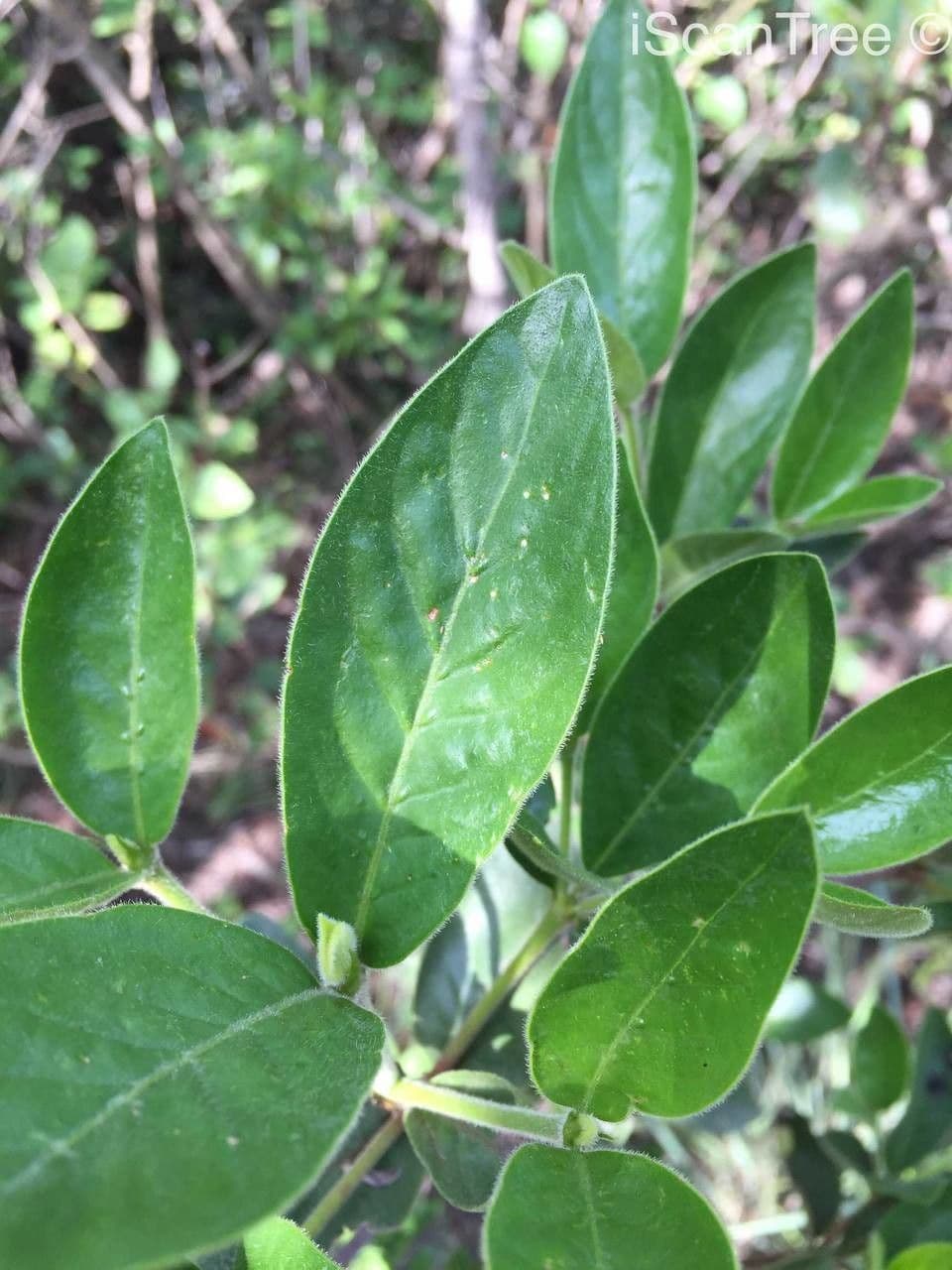 Gardenia del Capo 20