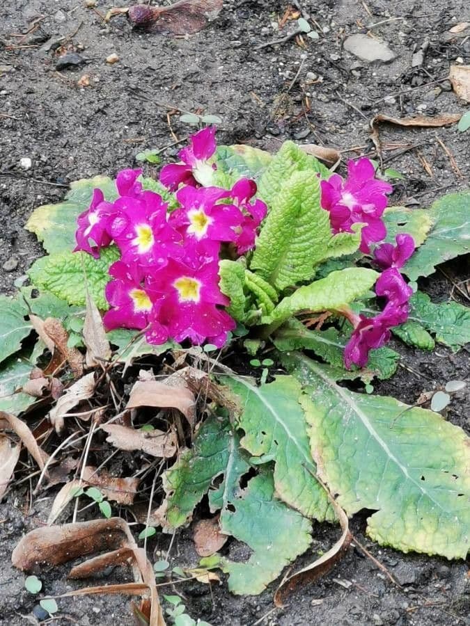Primula comune 29