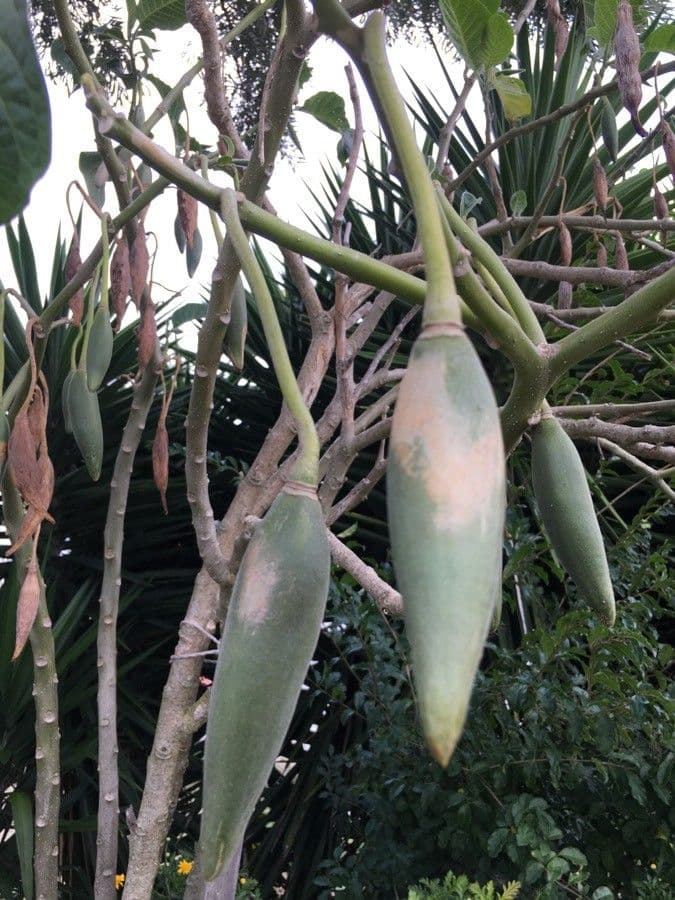 Datura 5
