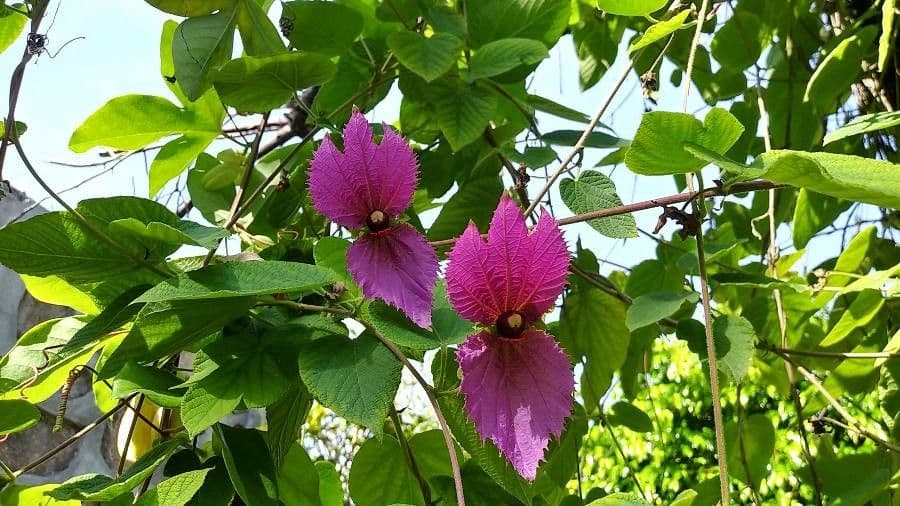 Dalechampia 5