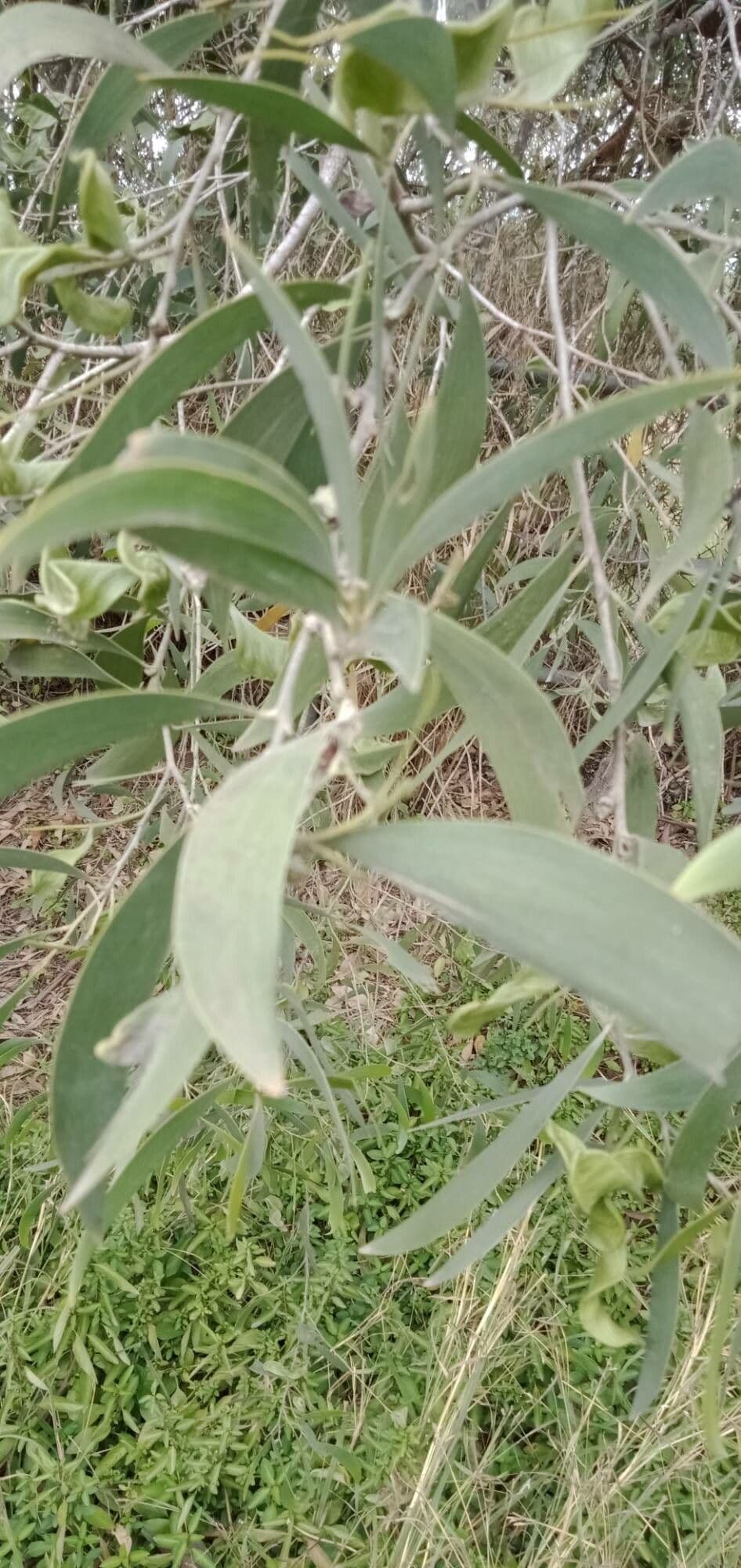 Candelabra wattle 5