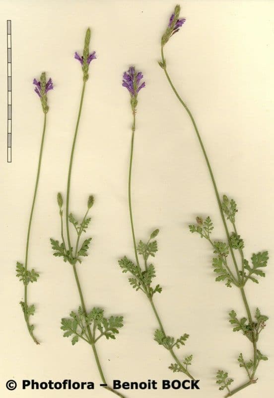 Lavanda 15