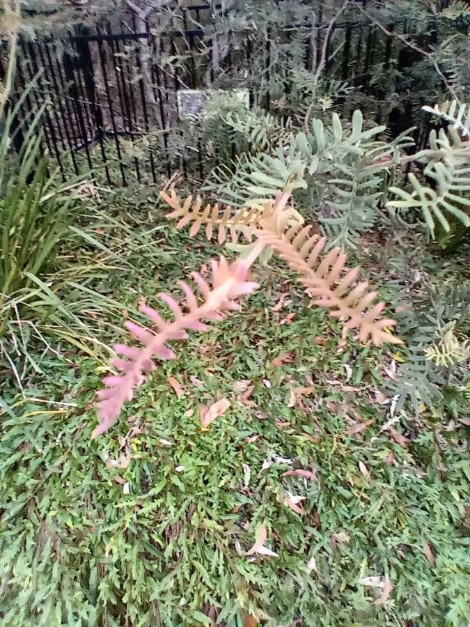 Grevillea caleyi 3