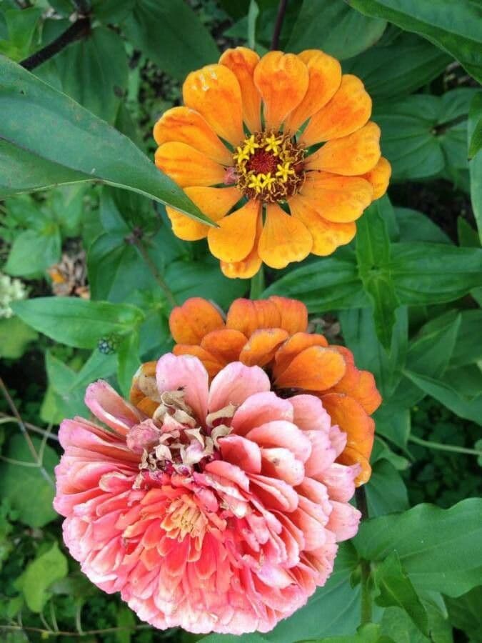Zinnia di Haage 5