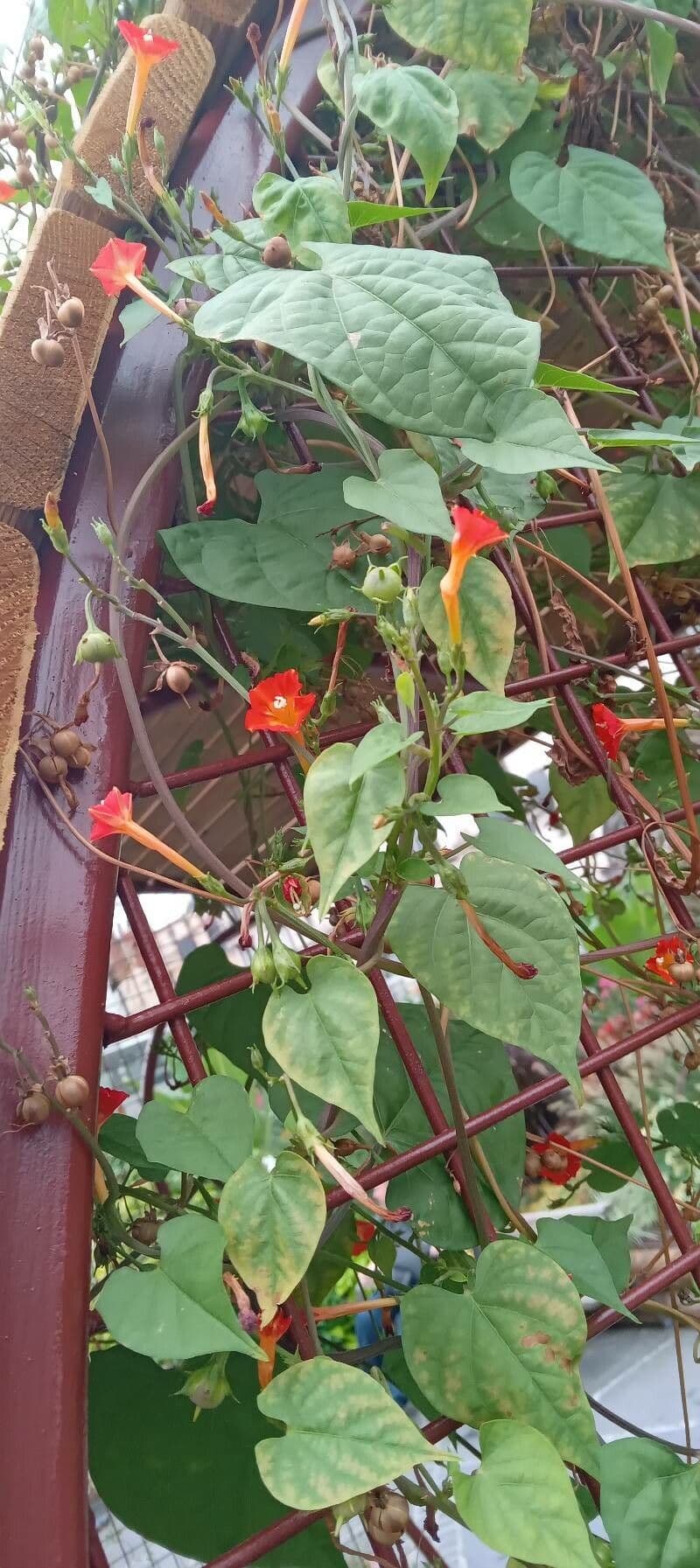 Ipomoea hederifolia 12