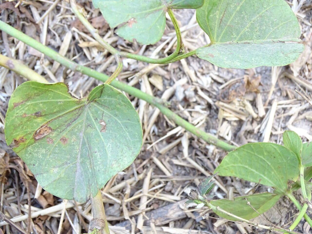 Ipomoea 17