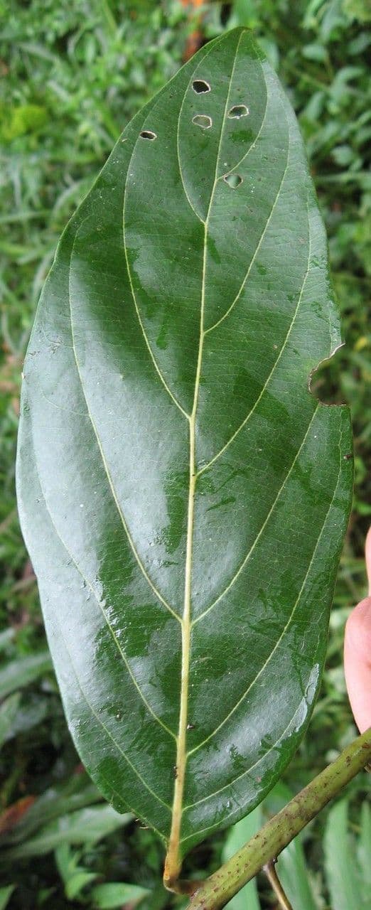 Nectandra 20