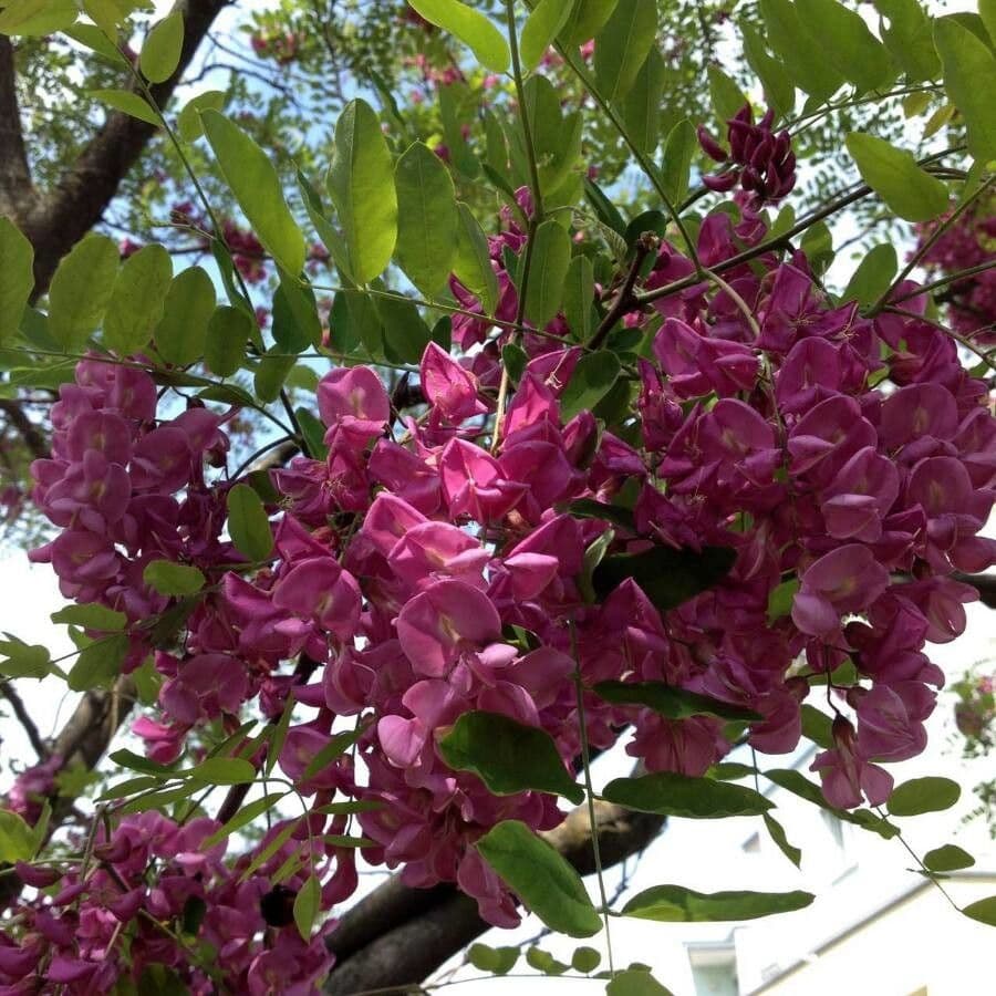 Robinia ispida 10