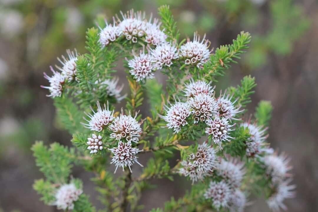 Darwinia