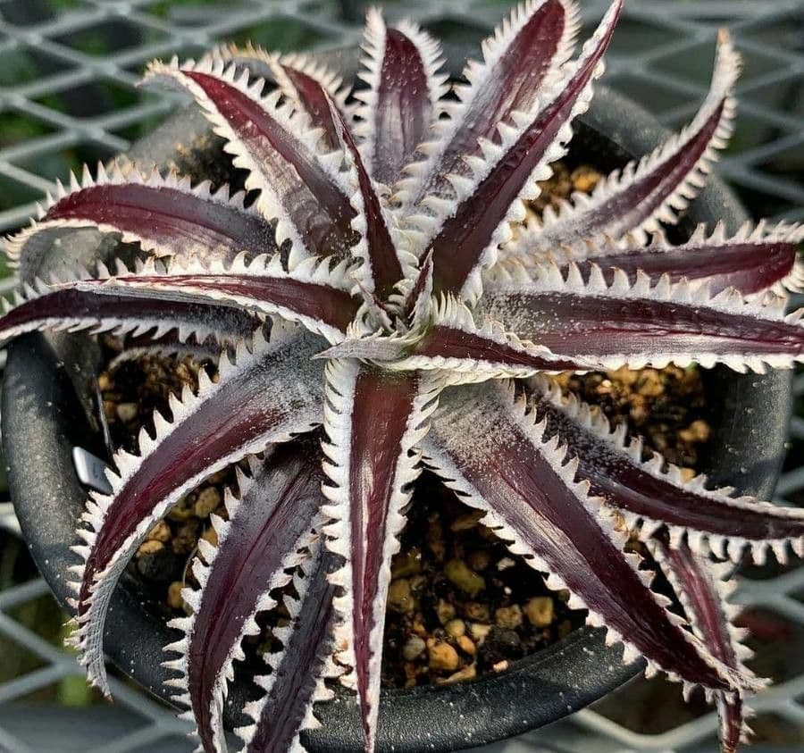 Dyckia 5