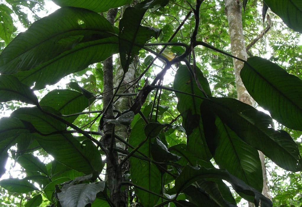 Rhodospatha 5