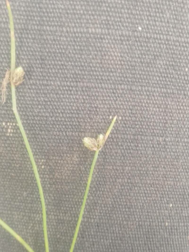 Schoenoplectus setaceus 10