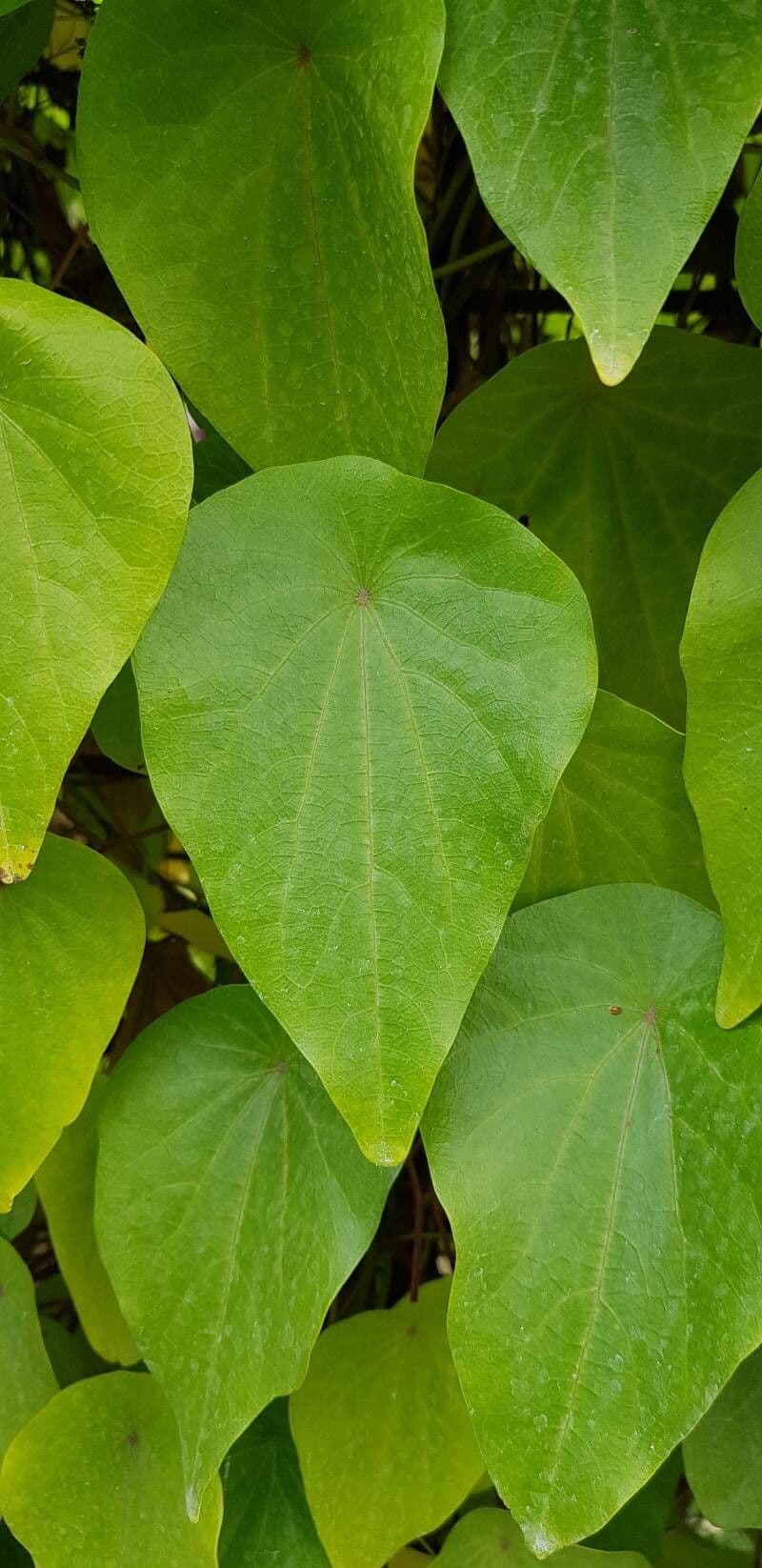 Stephania japonica 6