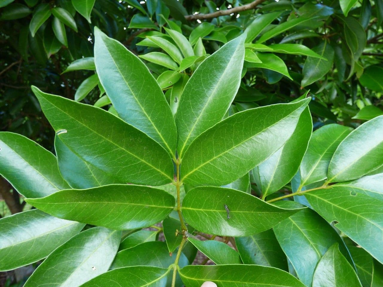 Litchi 19