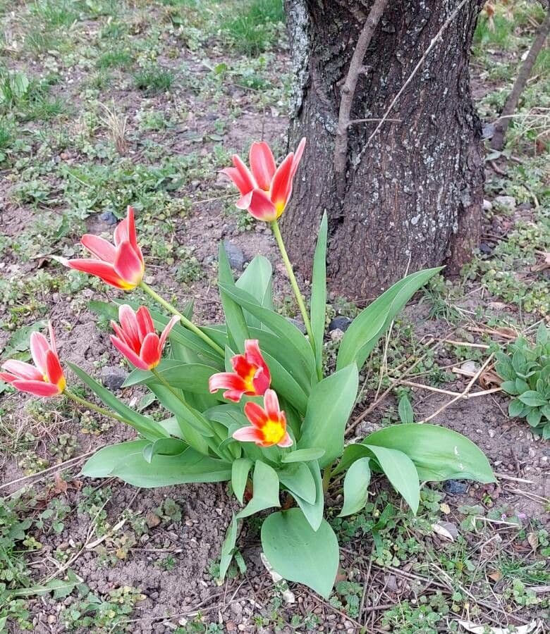 Tulipano ninfea 8