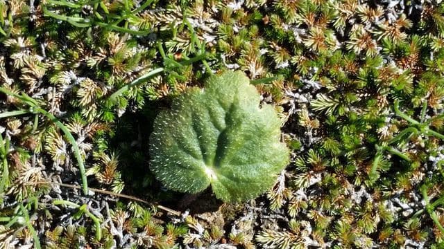 Jepsonia parryi 12