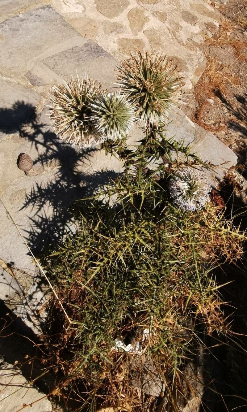 Echinops spinosissimus 17
